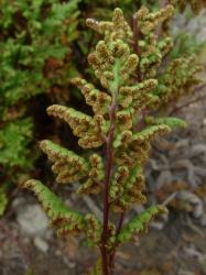 Cheilanthes sieberi subsp. sieberi. Abaxial surface of fertile frond showing sori almost continuous around the lamina margins.
 Image: L.R. Perrie © Leon Perrie CC BY-NC 3.0 NZ